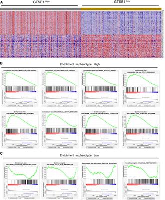 High GTSE1 expression promotes cell proliferation, metastasis and cisplatin resistance in ccRCC and is associated with immune infiltrates and poor prognosis